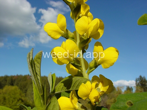 golden pea, mountain